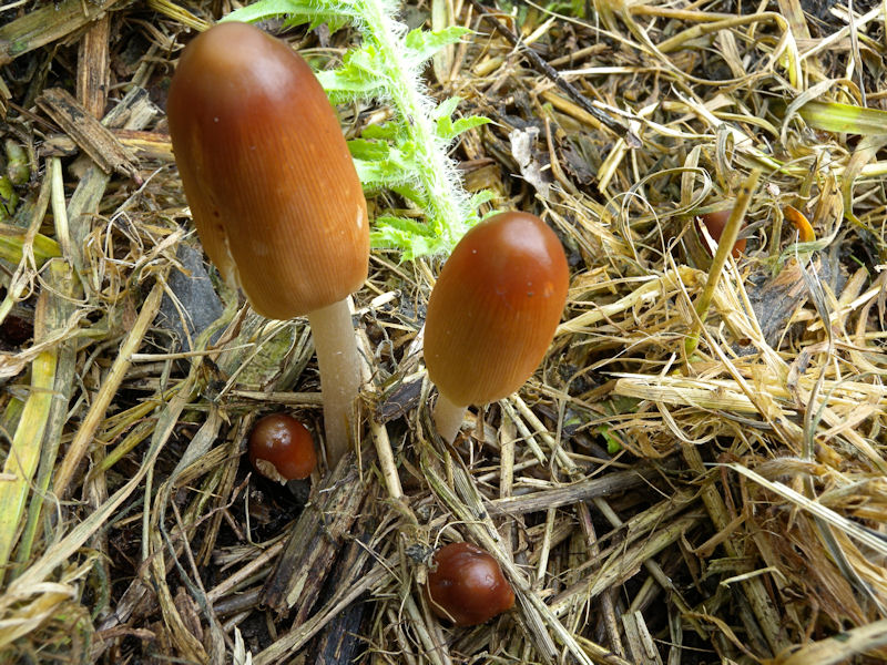 Due Coprinus